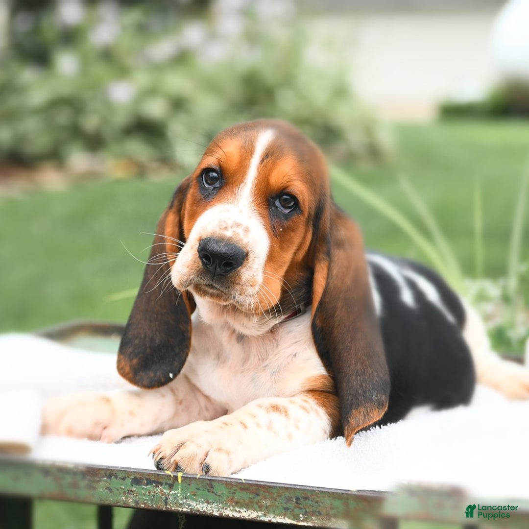 Basset Hound dogs for sale: Truman - Image 1