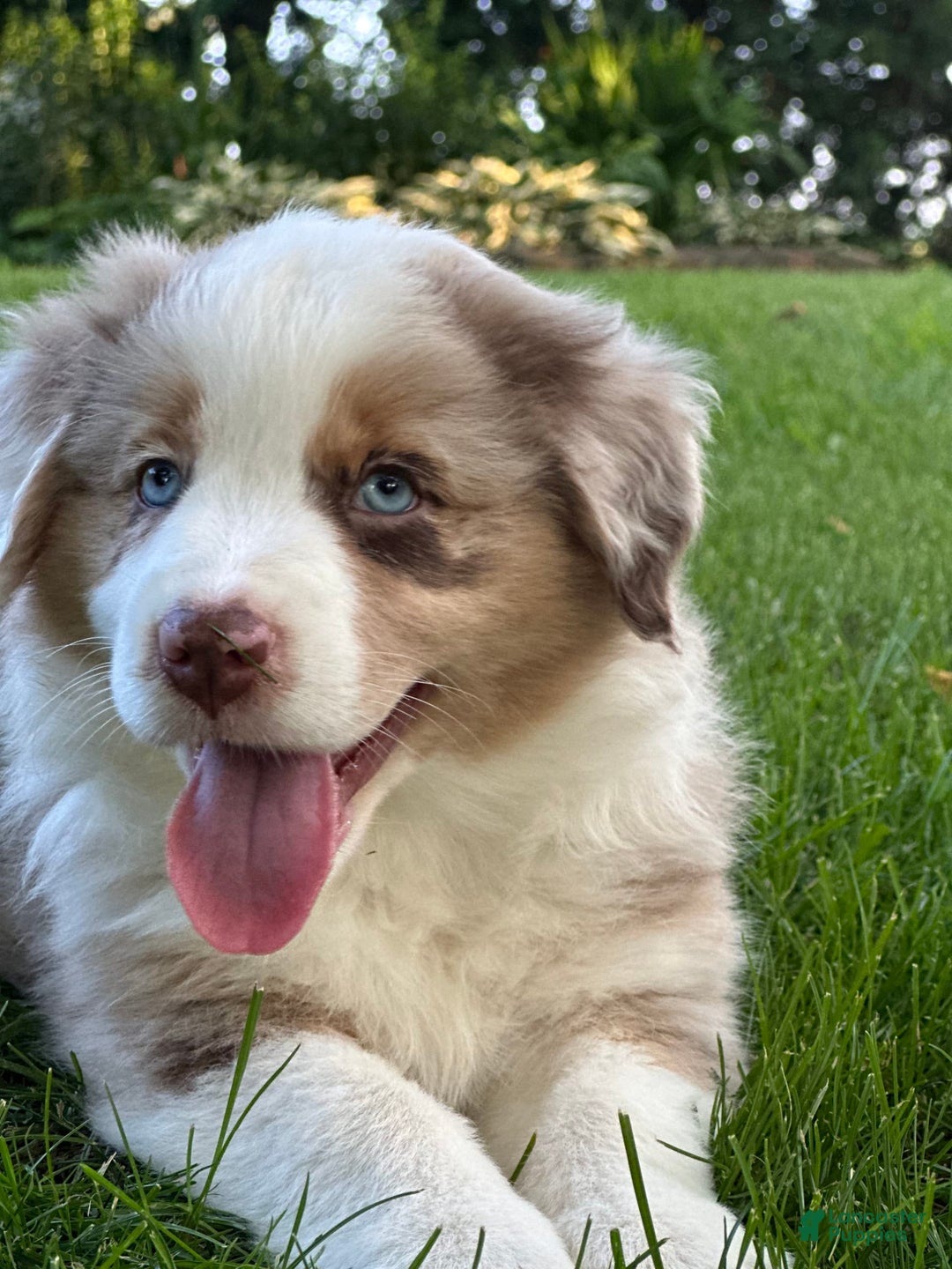 Australian Shepherd dogs for sale: Australian Shepherd 4 puppies - Image 3