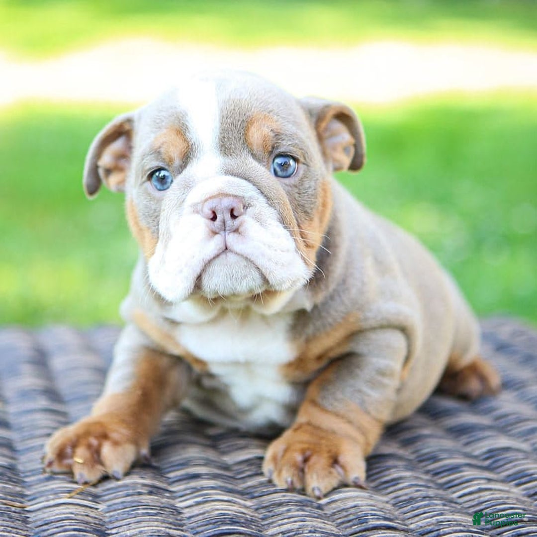 English Bulldog dogs for sale: Lexie - Image 19