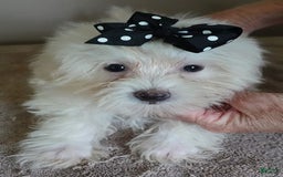 Maltipoo dogs for sale: 3 lb oslo - Image 5