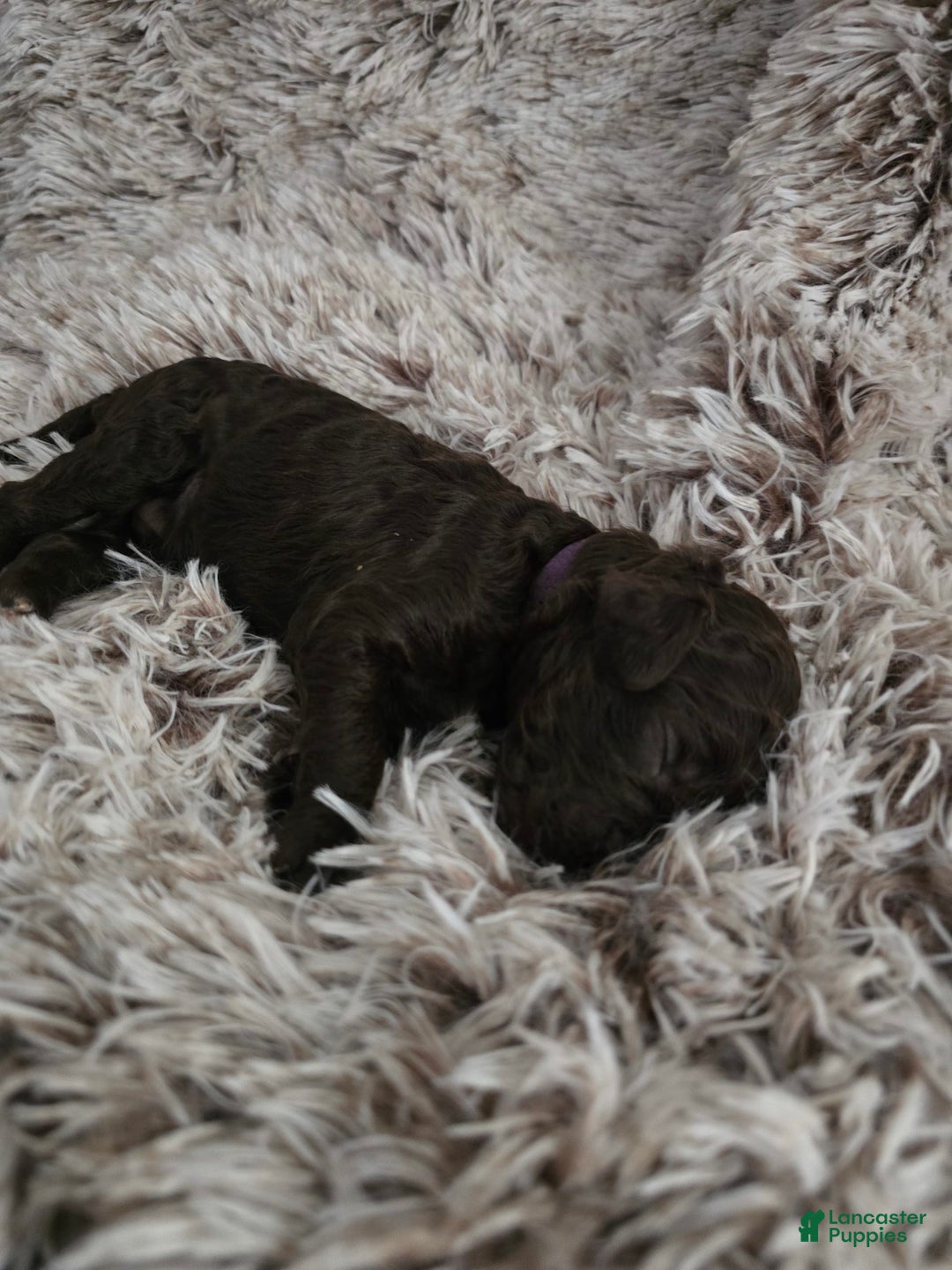 Labradoodle dogs for sale: Purple Rain - Image 1