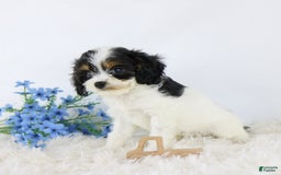 Cavapoo dogs for sale: Bentley - Image 3