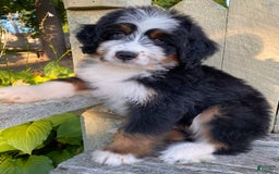 Mini Bernedoodle dogs for sale: 💚 In Boston Massachusetts 💚 Traditional Tri Color 💚 Mini Bernedoodle 💚 - Image 5