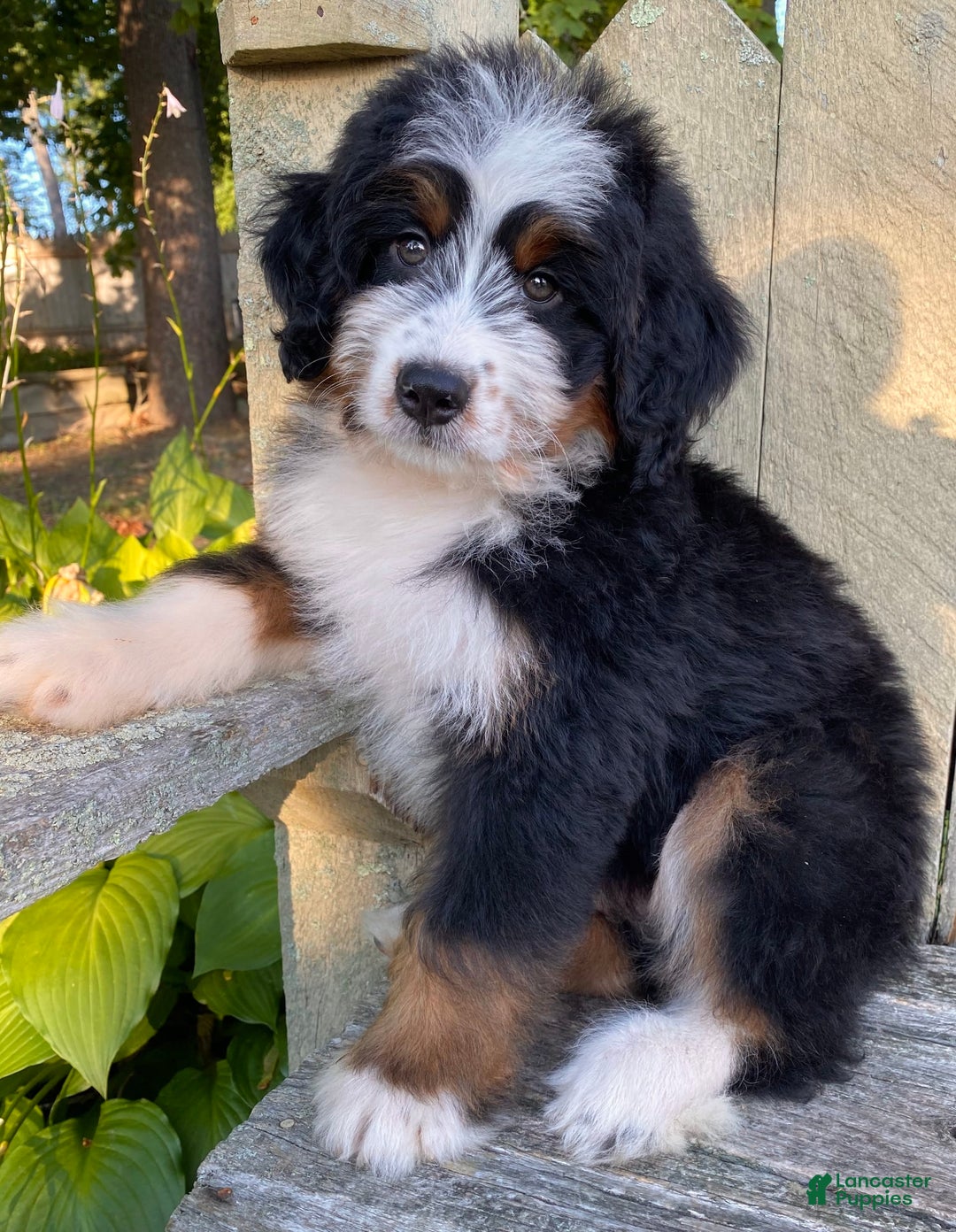 Mini Bernedoodle dogs for sale: 💚 In Boston Massachusetts 💚 Traditional Tri Color 💚 Mini Bernedoodle 💚 - Image 5