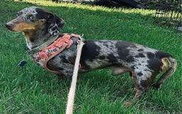 Miniature Dachshund dogs for sale: Millie - Image 7