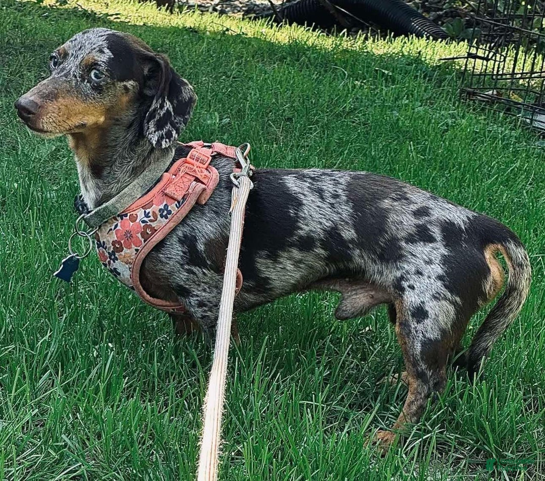 Miniature Dachshund dogs for sale: Millie - Image 7