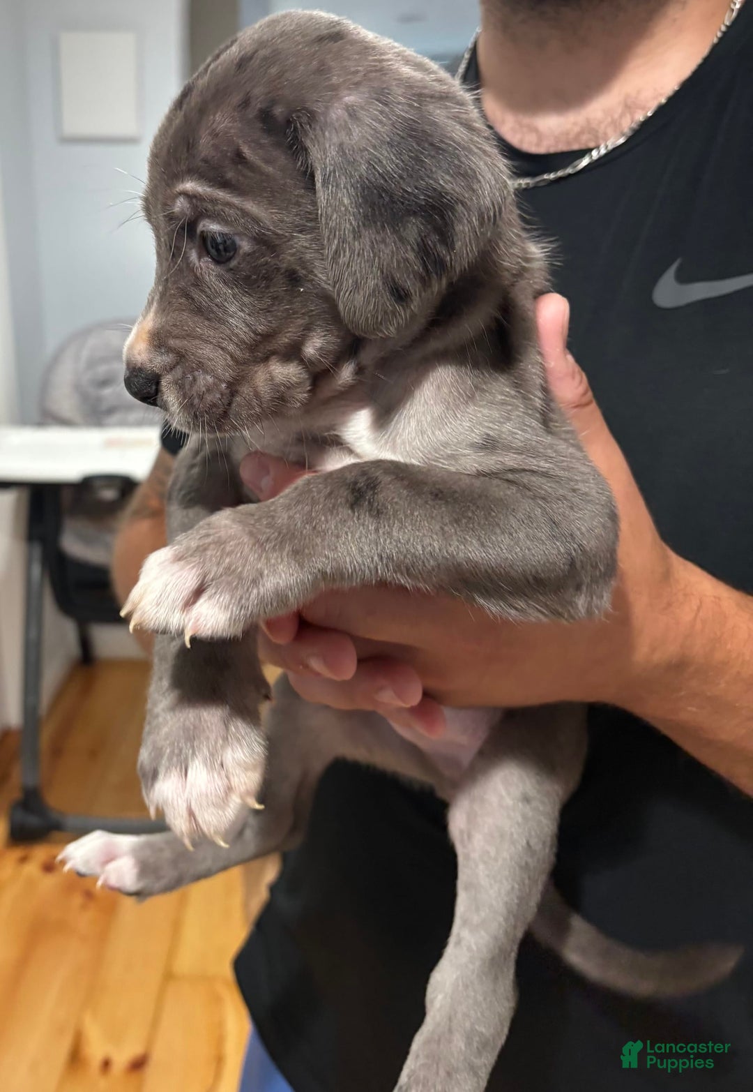 Great Dane dogs for sale: Purple - Image 4