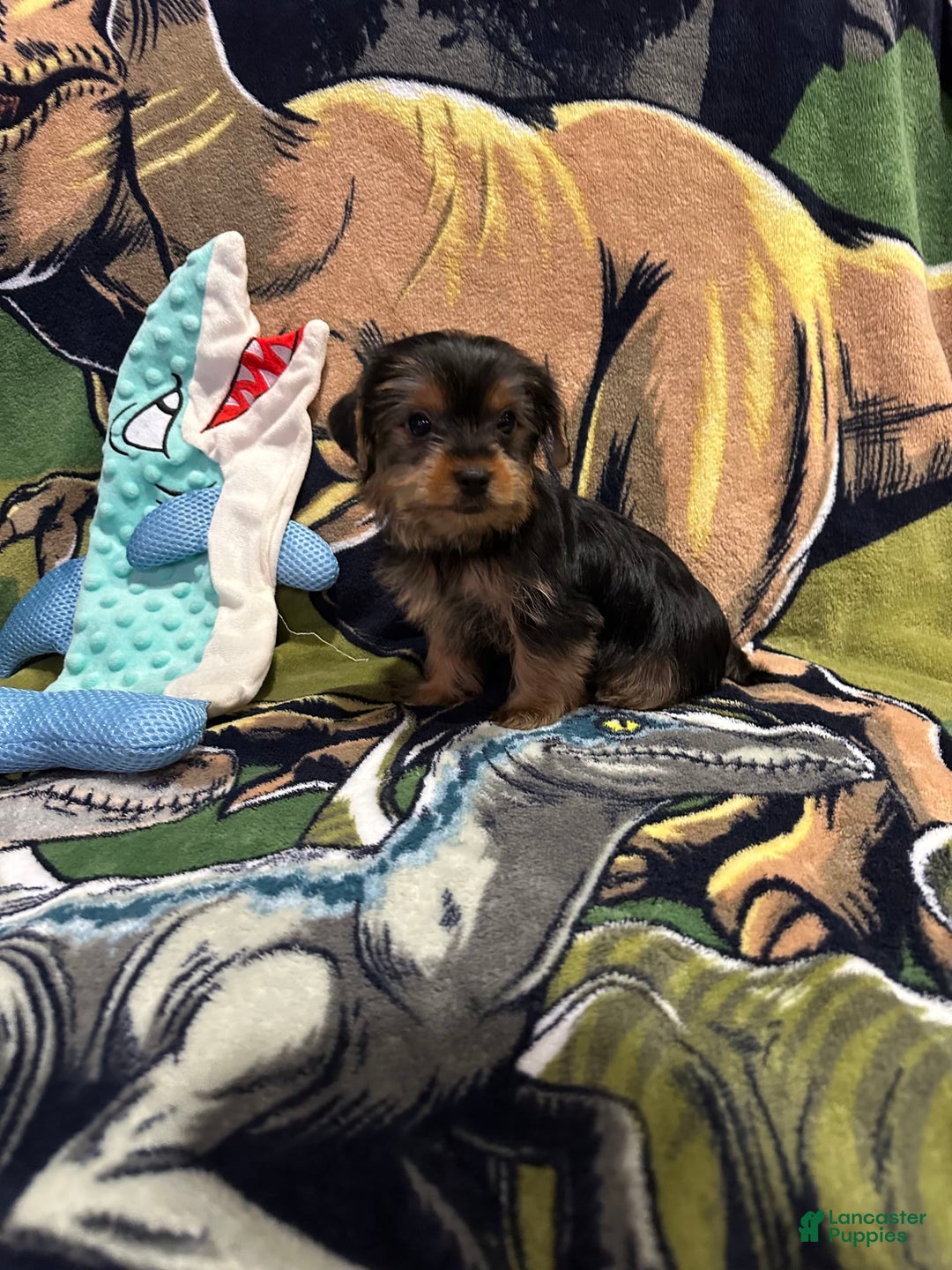 Yorkshire Terrier dogs for sale: Blue4 - Image 3