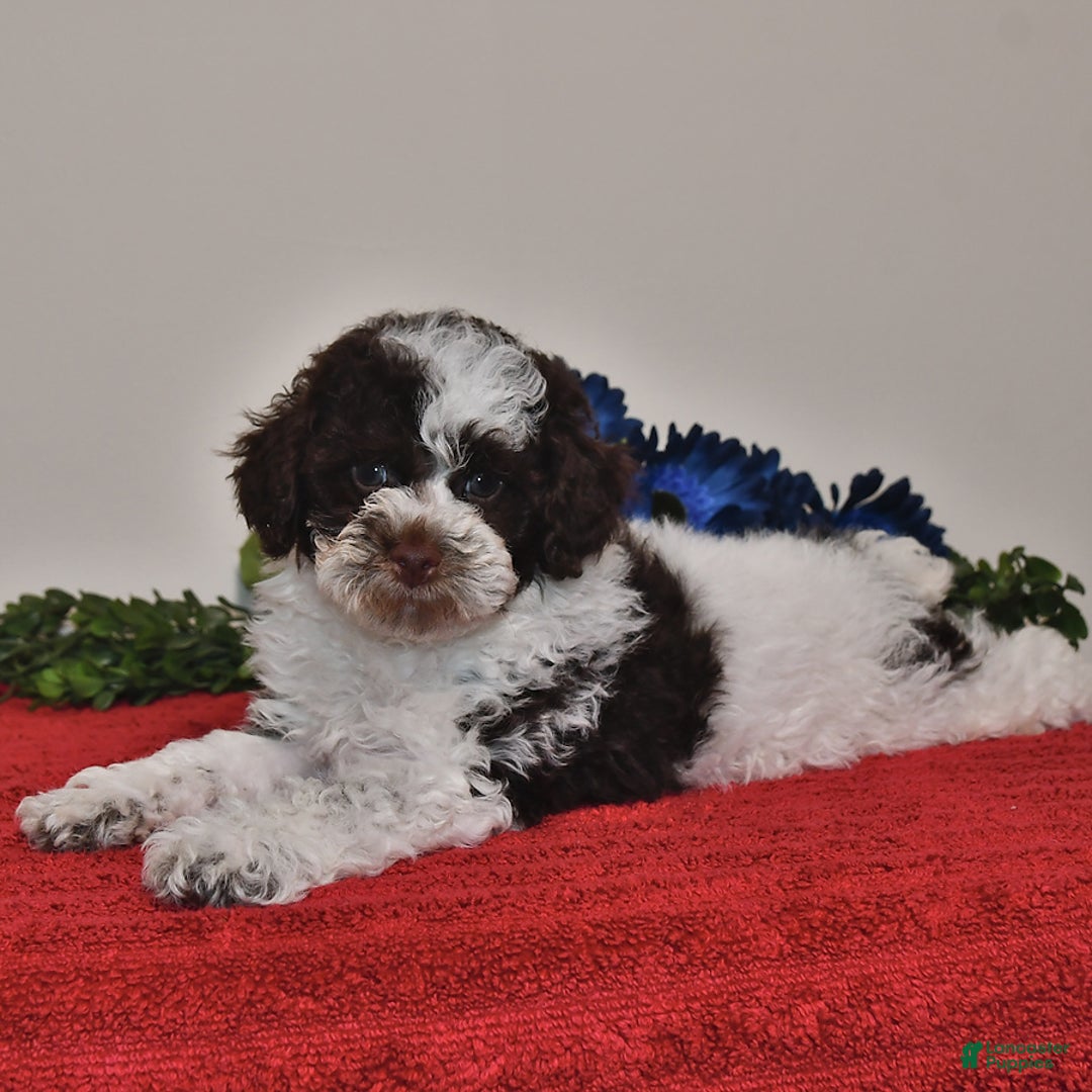 Miniature Poodle dogs for sale: Duke - Image 3