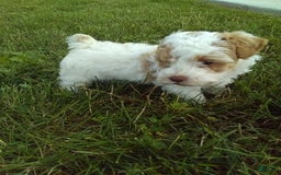 Toy Poodle dogs for sale: Chloe - Image 2