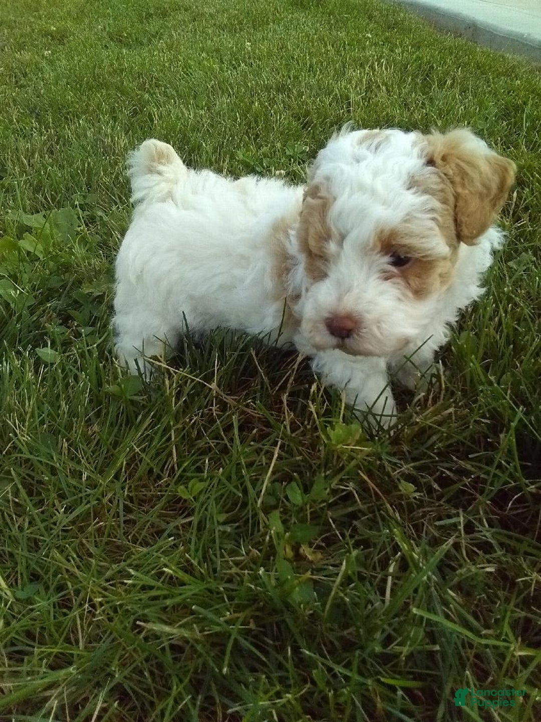 Toy Poodle dogs for sale: Chloe - Image 2