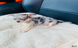 Chihuahua dogs for sale: Merley - Image 5