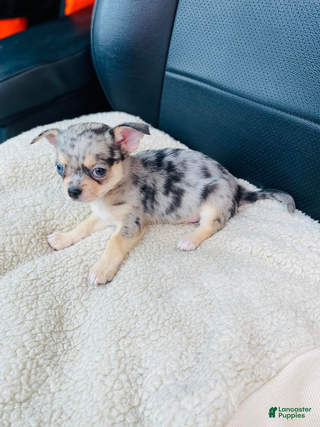 Chihuahua dogs for sale: Merley - Image 5