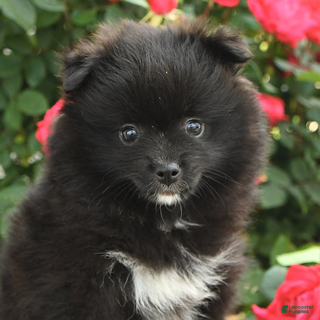 Pomeranian dogs for sale: Jelly Bean - Image 1