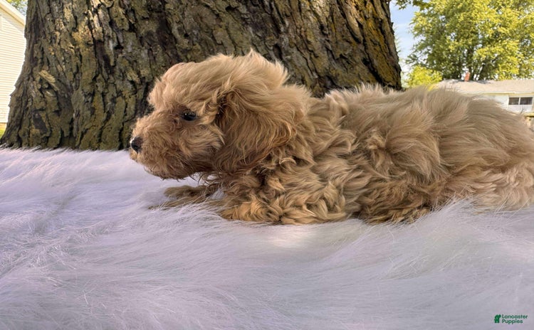 Maltipoo dogs - Advert 2