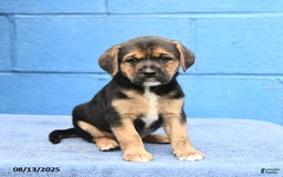 Australian Cattle Dog dogs for sale: Jack Sparrow - Image 1