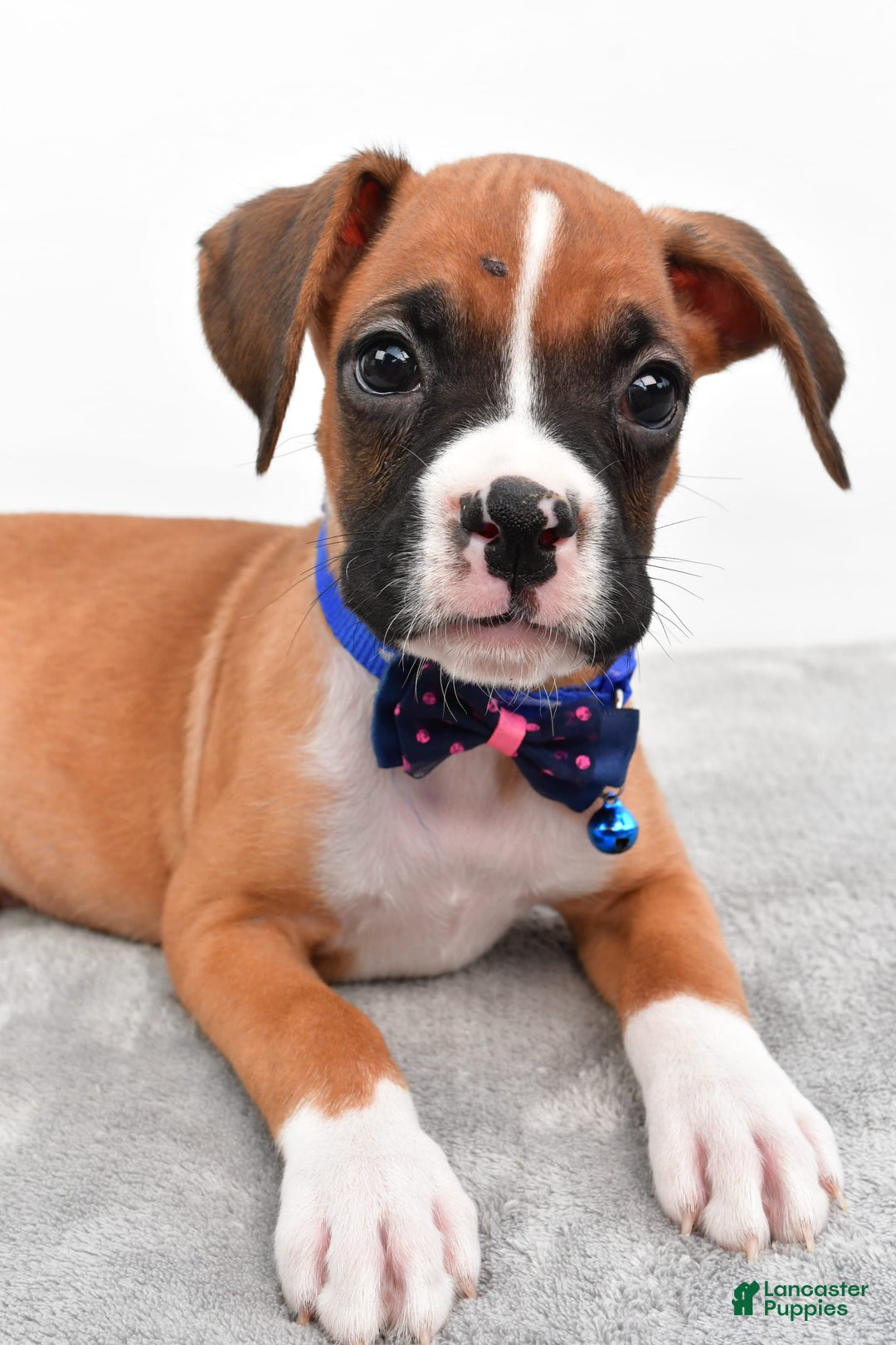 Boxer dogs for sale: Rick - Image 4
