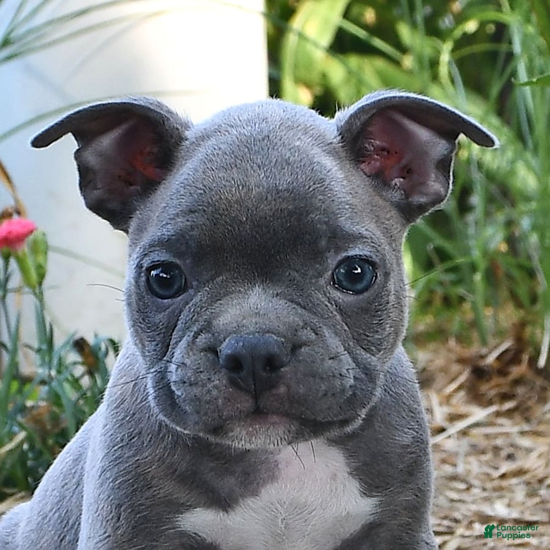 Frenchton dogs for sale: Gus - Image 15