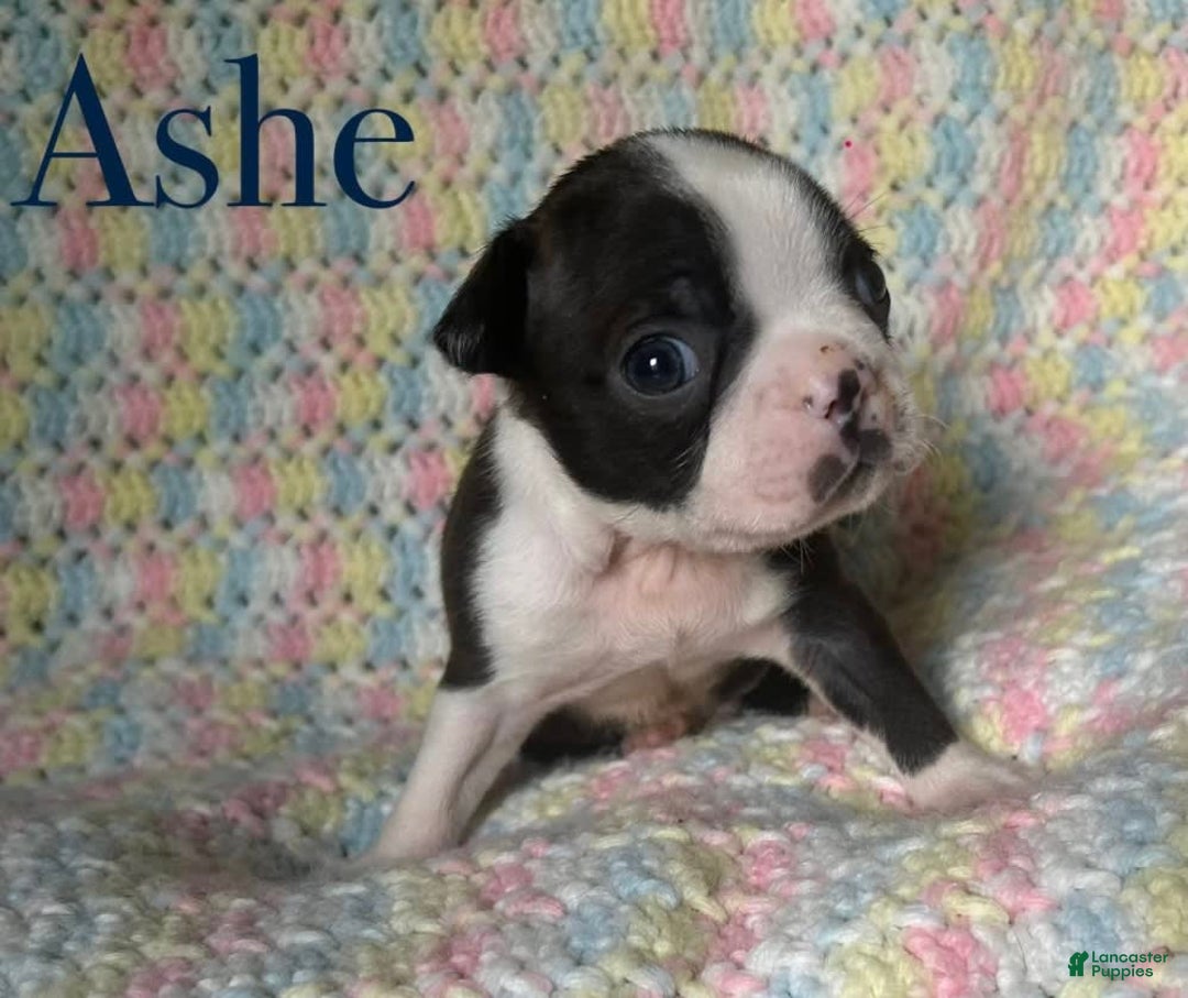 Boston Terrier dogs for sale: Ashe - Image 5