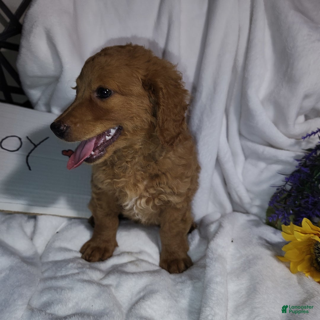 Mini Goldendoodle dogs for sale: Bear - Image 9