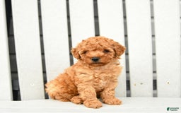 Toy Poodle dogs for sale: Parker - Image 2