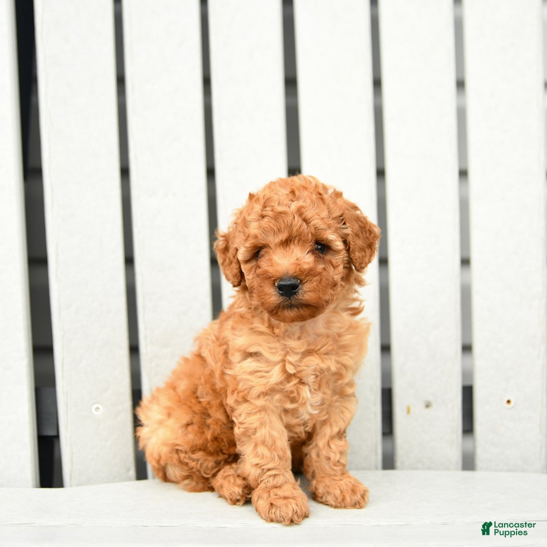 Toy Poodle dogs for sale: Parker - Image 2