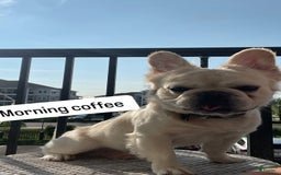 French Bulldog dogs for stud: Whiskey - Image 7