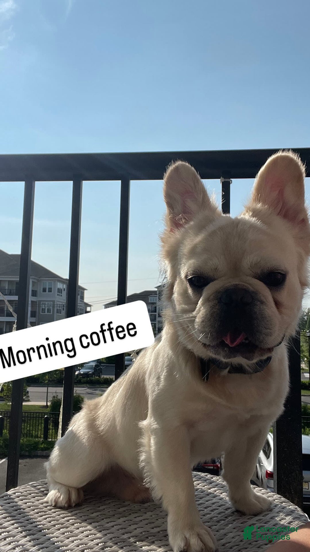 French Bulldog dogs for stud: Whiskey - Image 7