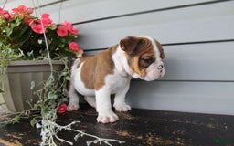 English Bulldog dogs for sale: Raisin - Image 9