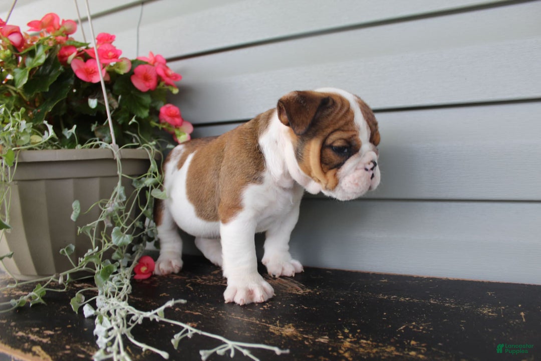 English Bulldog dogs for sale: Raisin - Image 9
