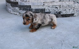 Miniature Dachshund dogs for sale: Carrie Mini - Image 3