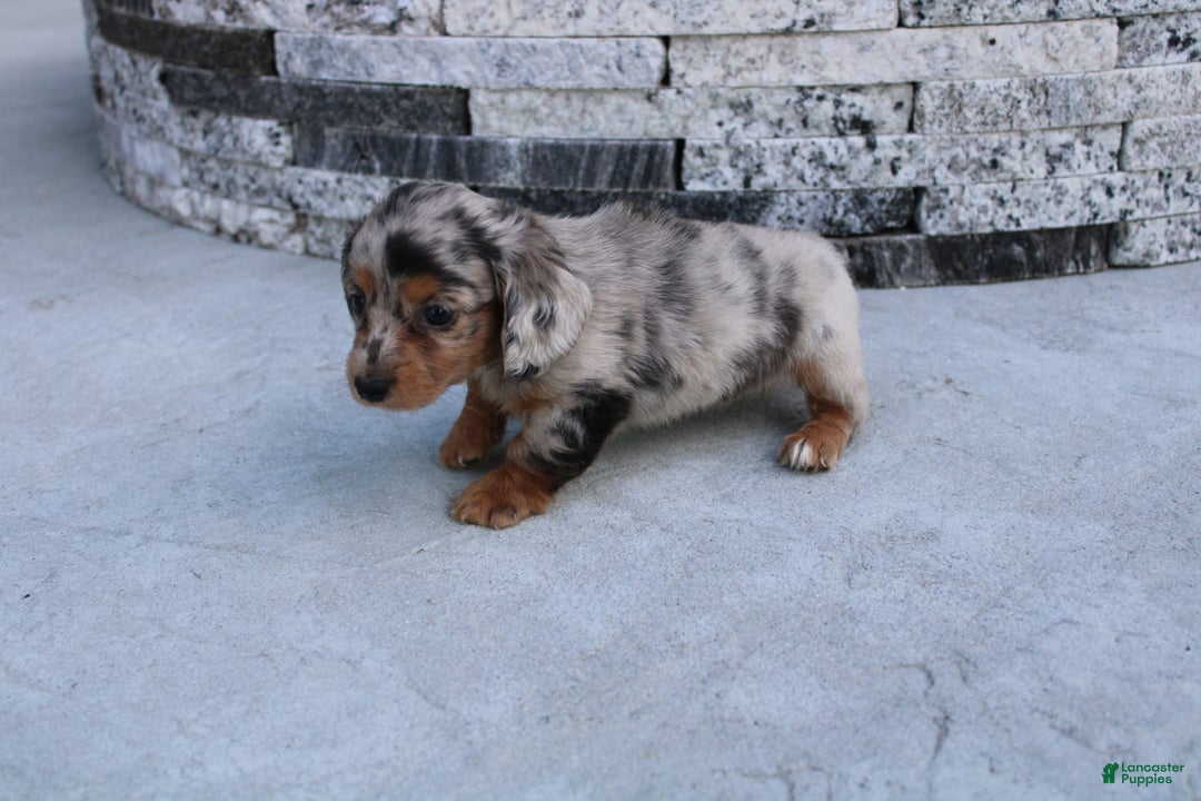 Miniature Dachshund dogs for sale: Carrie Mini - Image 3
