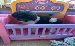 Aussiedoodle dogs for sale: Oscar - Image 1