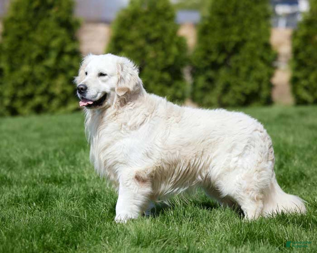 Goberian dogs for sale: Igor - Image 8
