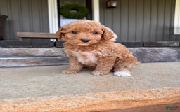  dogs for sale: Mini Goldendoodle 6 puppies - Image 7
