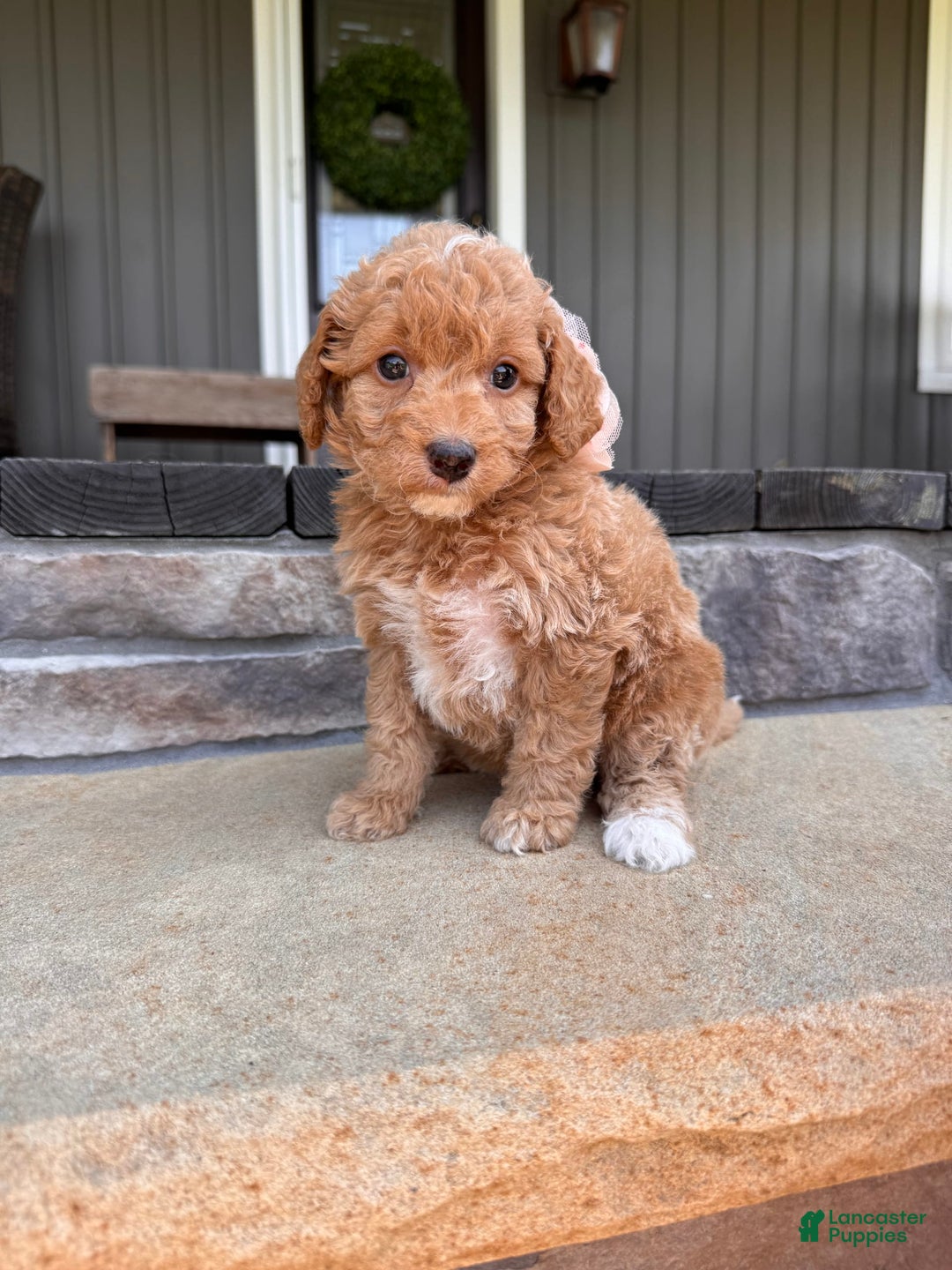  dogs for sale: Mini Goldendoodle 6 puppies - Image 7