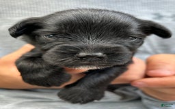 Miniature Schnauzer dogs for sale: Buddy - Image 13