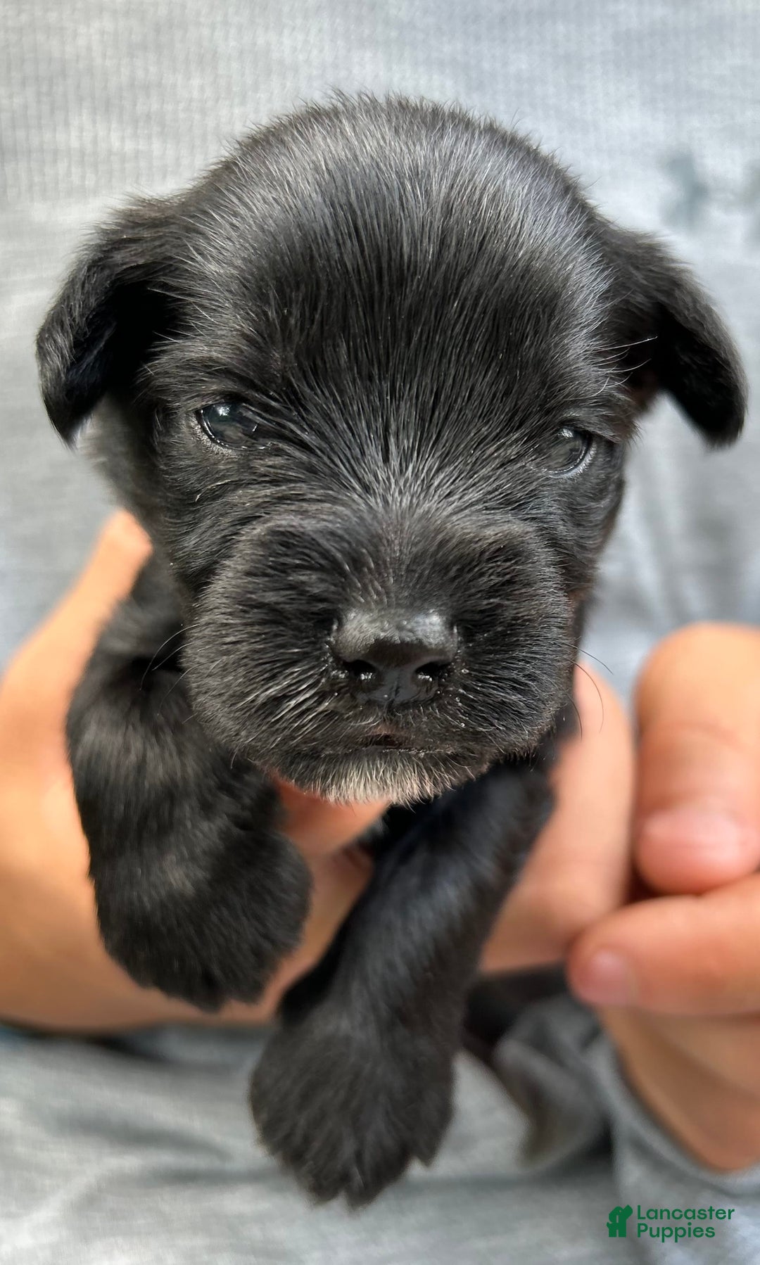 Miniature Schnauzer dogs for sale: Buddy - Image 13