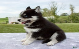 Pomsky dogs for sale: Bluey - Image 1