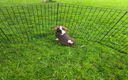 Beaglier dogs for sale: Wendy - Image 7