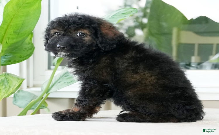 Miniature Poodle dogs for sale - Ad 1