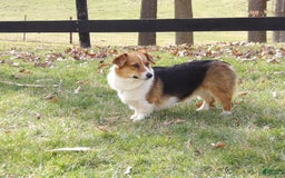 Welsh Corgi Pembroke dogs for sale: Monroe - Image 6