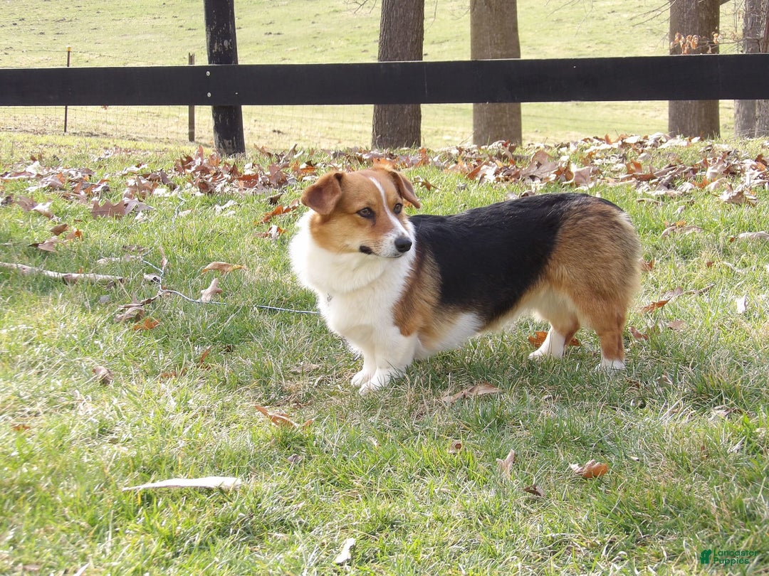 Welsh Corgi Pembroke dogs for sale: Monroe - Image 6