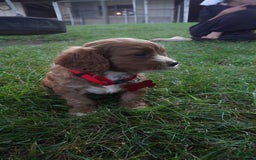 Cavapoo dogs for sale: Tanner - Image 8