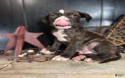 American Bully dogs for sale: Shadow - Image 10
