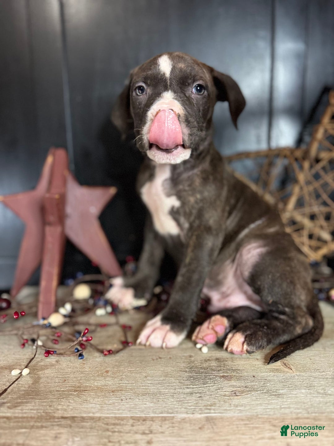 American Bully dogs for sale: Shadow - Image 10