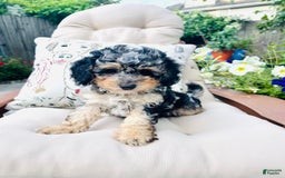 Mini Goldendoodle dogs for sale: Marry - Image 2