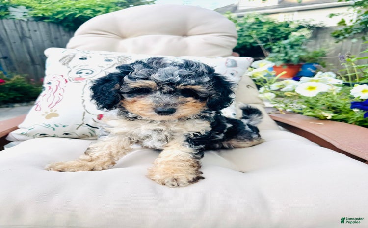 Mini Goldendoodle dogs for sale - Ad 2