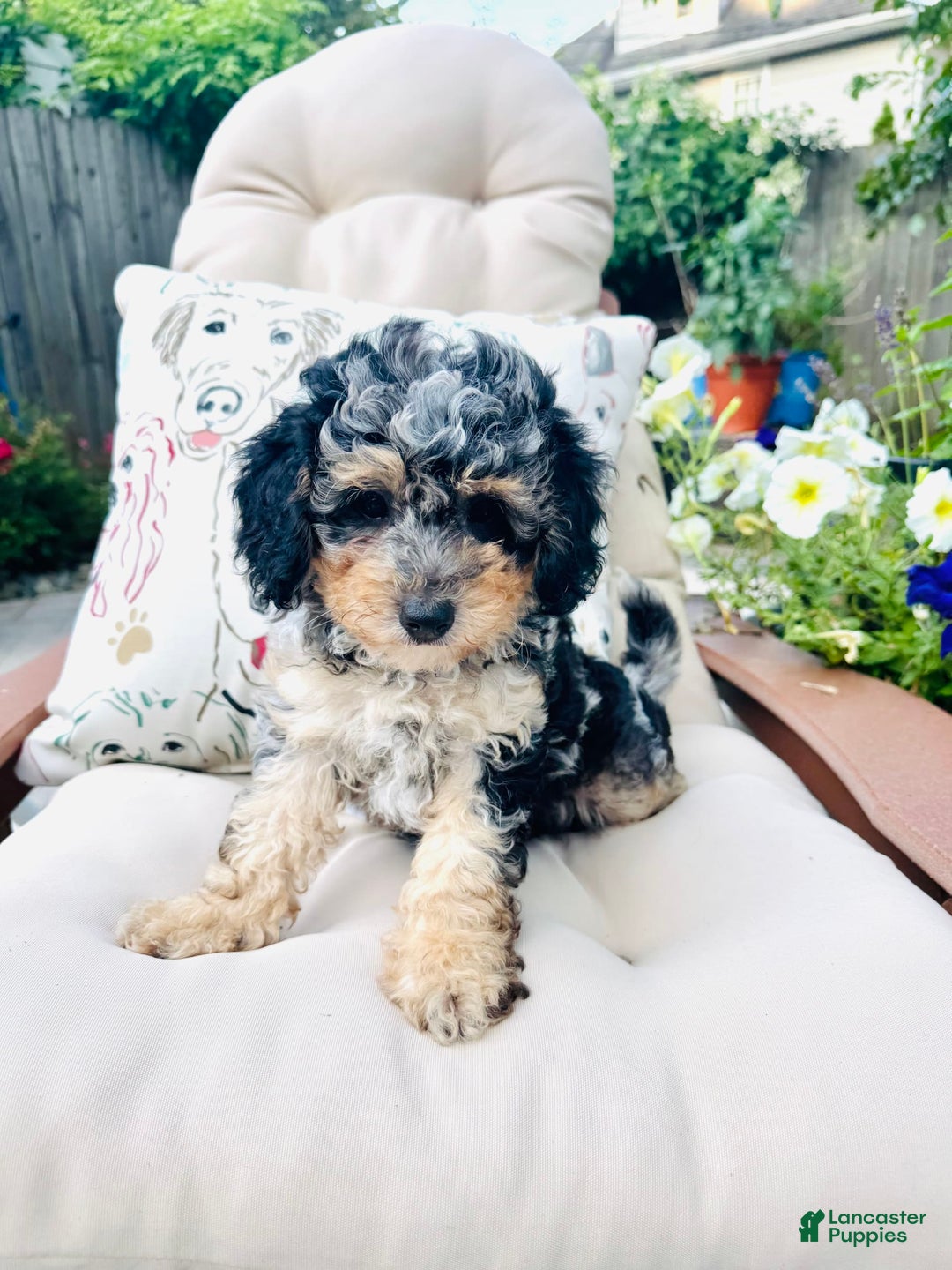 Mini Goldendoodle dogs for sale: Marry - Image 2