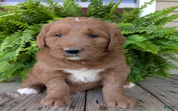 Goldendoodle dogs for sale: Ben - Image 2